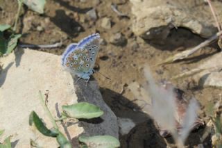 okgzl Gk Mavisi (Polyommatus bellargus)
