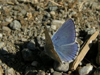 okgzl Gk Mavisi (Polyommatus bellargus)