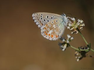 okgzl Gk Mavisi (Polyommatus bellargus)