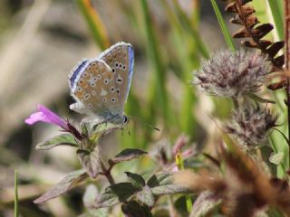 okgzl Gk Mavisi (Polyommatus bellargus)