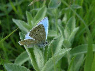 okgzl Gk Mavisi (Polyommatus bellargus)