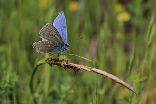 okgzl Gk Mavisi (Polyommatus bellargus)