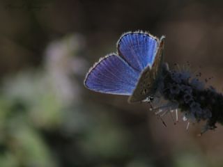 okgzl Gk Mavisi (Polyommatus bellargus)