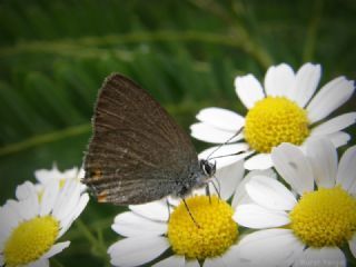 Minik Sevbeni (Satyrium acaciae)