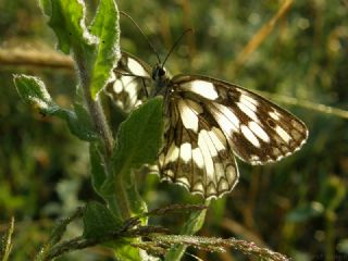 Orman Melikesi (Melanargia galathea)