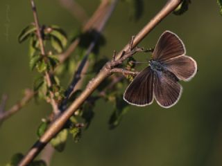 Karagz Mavisi (Glaucopsyche alexis)