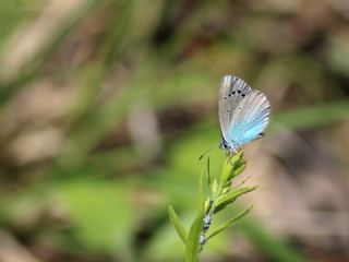 Karagz Mavisi (Glaucopsyche alexis)