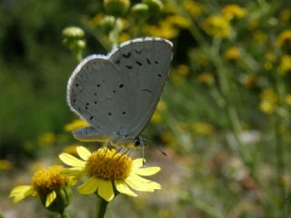 Kutsal Mavi (Celastrina argiolus)