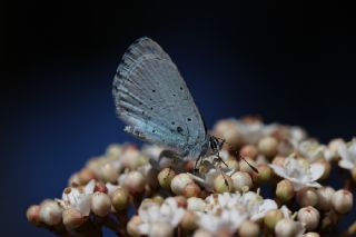 Kutsal Mavi (Celastrina argiolus)