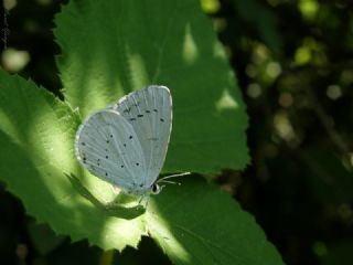 Kutsal Mavi (Celastrina argiolus)