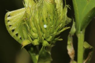 Kutsal Mavi (Celastrina argiolus)