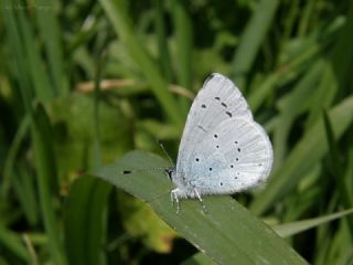 Kutsal Mavi (Celastrina argiolus)