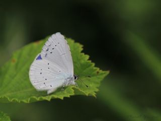 Kutsal Mavi (Celastrina argiolus)