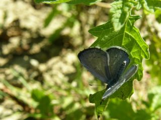 Kutsal Mavi (Celastrina argiolus)
