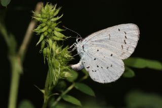Kutsal Mavi (Celastrina argiolus)