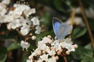 Kutsal Mavi (Celastrina argiolus)