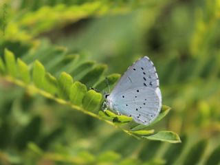Kutsal Mavi (Celastrina argiolus)