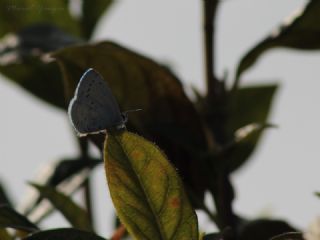 Kutsal Mavi (Celastrina argiolus)