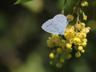 Kutsal Mavi (Celastrina argiolus)
