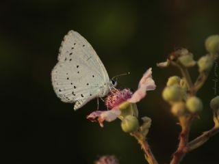 Kutsal Mavi (Celastrina argiolus)