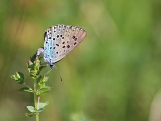 Byk Korubeni (Phengaris arion)
