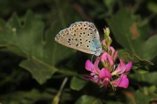 B�y�k Korubeni&nbsp;(Phengaris&nbsp;arion)