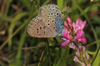 Byk Korubeni (Phengaris arion)