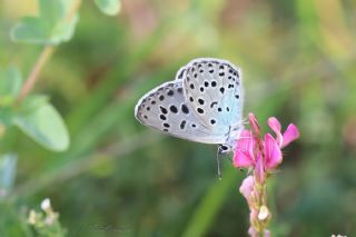 Byk Korubeni (Phengaris arion)