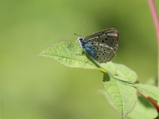 Byk Korubeni (Phengaris arion)