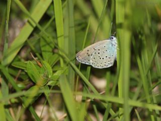 Byk Korubeni (Phengaris arion)