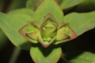 Byk Korubeni (Phengaris arion)