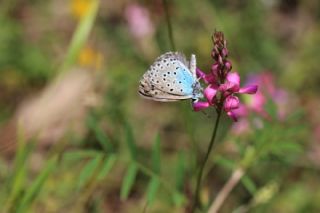 Byk Korubeni (Phengaris arion)