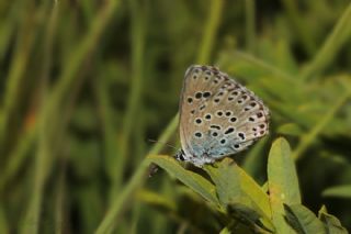 Byk Korubeni (Phengaris arion)