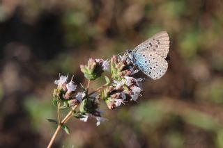 Byk Korubeni (Phengaris arion)