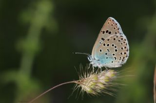 Byk Korubeni (Phengaris arion)