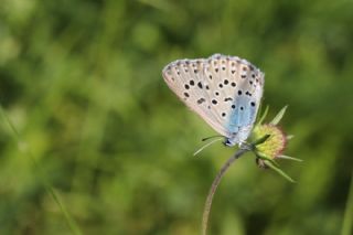 Byk Korubeni (Phengaris arion)