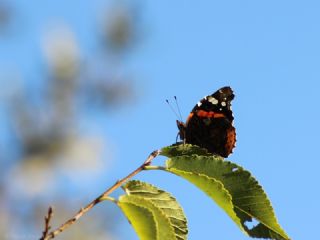 Atalanta (Vanessa atalanta)