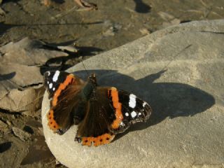 Atalanta (Vanessa atalanta)