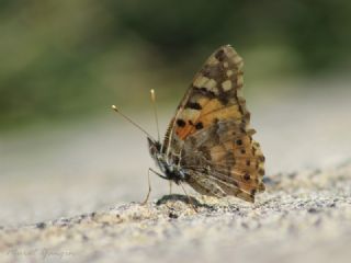 Diken Kelebei (Vanessa cardui)