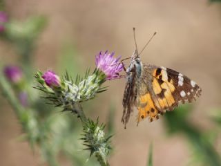 Diken Kelebei (Vanessa cardui)