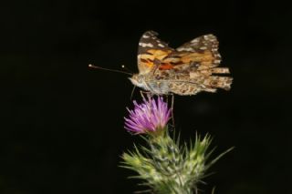 Diken Kelebei (Vanessa cardui)