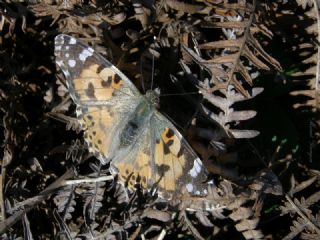 Diken Kelebei (Vanessa cardui)