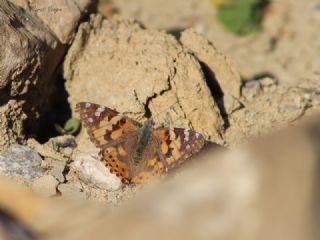 Diken Kelebei (Vanessa cardui)