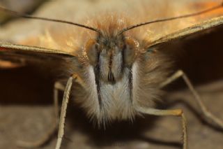 Diken Kelebei (Vanessa cardui)