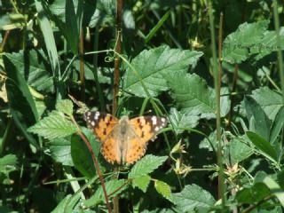 Diken Kelebei (Vanessa cardui)