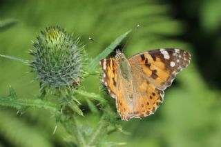 Diken Kelebei (Vanessa cardui)