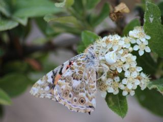 Diken Kelebei (Vanessa cardui)