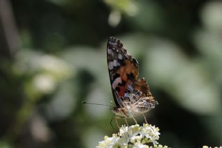 Diken Kelebei (Vanessa cardui)