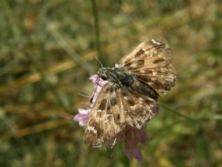 Hatmi Zpzp (Carcharodus alceae)