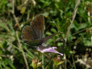 Karagz Mavisi (Glaucopsyche alexis)